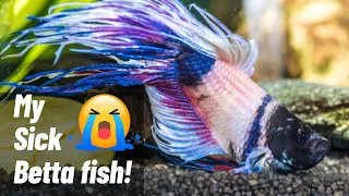How To Treat Sick Betta Fish | 10 Common Disease And Treatments