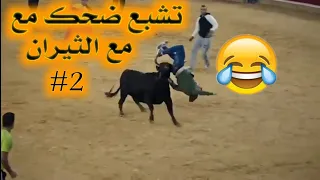 مصارعة الثيران #2 تموت من الضحك 😂