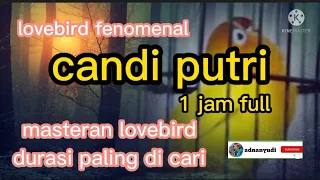 lovebird fenomenal candi putri durasi 7 menit // 1 jam full