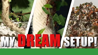 The Ultimate Pet Leaf Cutter Setup! | Atta Mexicana Colony Update #5 - Ant Holleufer