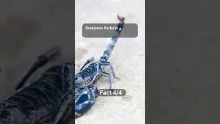 Interesting Facts About Scorpions #2 #shorts