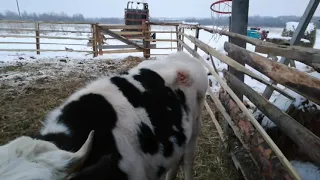 Выгульное содержание коров.