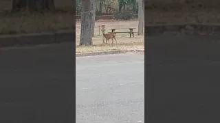 bambi sale pute