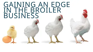 GAINING AN EDGE IN BROILER BUSINESS BY DR. JAMES BABA WAGETI