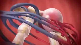 Glomerular Filtration animation