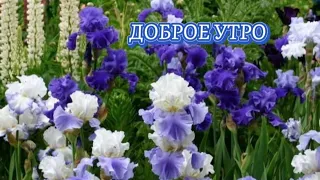 Доброе утро. Этот день пусть будет  ясным.