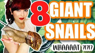 A girl with GIANT SNAILS - All of my giant pet snails!