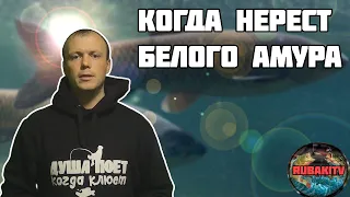 Когда нерест белого амура? Не пропустите жор!