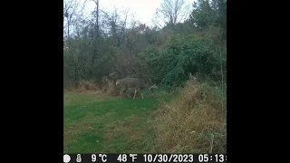 Whitetail Bucks of Bucks County Pa