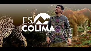 #EsColima: La sierra de Manantlán, un lugar donde los 6 grandes felinos de México convergen