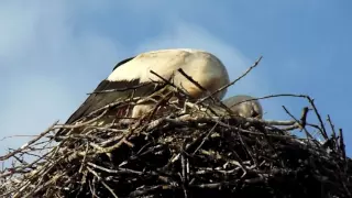 Stork in the Belorussian village