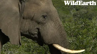 WildEarth - Sunrise Safari -  2 October 2023