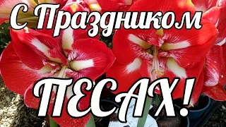 🌹Поздравляю С Праздником ПЕСАХ!🌹Очень Красивая Музыкальная Видео ОткрыткаДля Праздничного Настроения