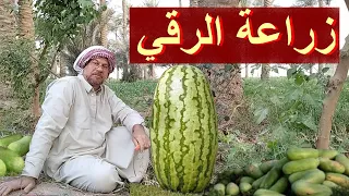 زراعة الرقي . (الجزء الثاني)