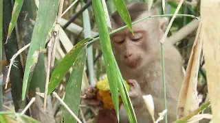 Lovely scene of monkey #animals #viral #music #motivation #cute
