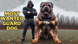 Top 10 Most Wanted Guard Dog Breeds