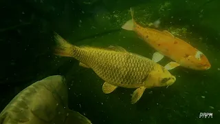 OUR FISH POND AN UNDER WATER VIEW