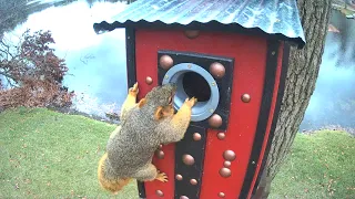 Squirrel vs  Owl Box