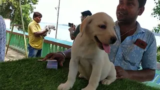 Shrirampur Pet Market // Dog Market // 05/05/2024.