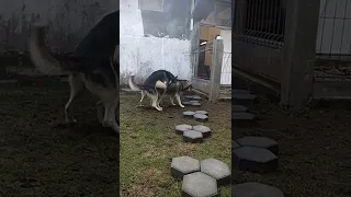 siberian husky mating