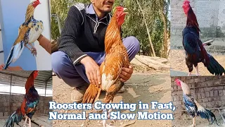 Aseel Roosters Crowing in Fast, Normal and Slow Motion | Rooster Crowing Compilation | Seval Sound