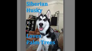 Dogs eat palm trees. Jasper the Siberian Husky episode 3