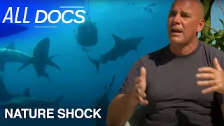 Shark Gangsters | Nature Shock | All Documentary