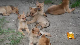 Питомник карело-финских лаек :: Finnish Spitz live