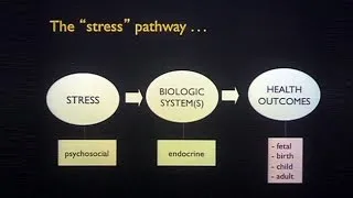 Transgenerational Effects of Maternal Stress and Nutrition