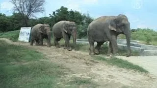 В Индии работает «Рай для слонов» (новости)