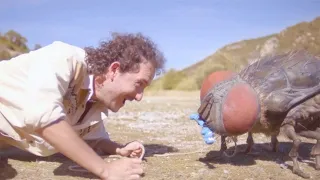 Uncle catches a giant fly, carefully keeps it as a pet and domesticates it, funny animal movie。