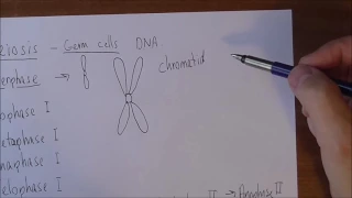 Cell division - Meiosis