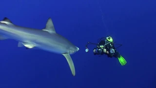 Face to Face -Blueshark encounter at the Azores