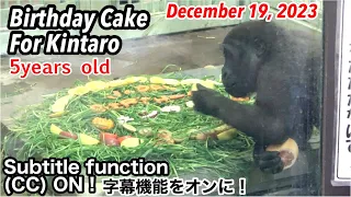 Kintaro's birthday cake! ⭐️Gorilla .5 years old ｜Momotaro family | Filming date December 19, 2023