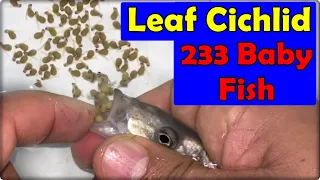 First on YouTube - 3 Leaf Cichlid, 233 baby fish give birth