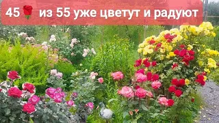 Цветение роз в саду