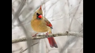 Female Cardinal at Feeder with Bird call