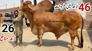 Big Bulls Business and Diet Guide by Baba Saleem Cattle Farm #bachrafarming #bull #qurbani #mandi