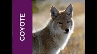 COYOTE Meaning: relationships (Spirit Animal, Power Animal and Totem Series)