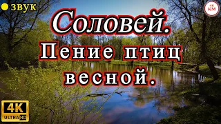 4K видео Пение соловья  Пение птиц весной  Баташевский сад Тула