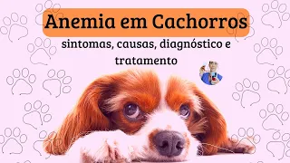 Anemia em cães: tipos de anemia, causas, sintomas, diagnóstico, tratamento e prevenção