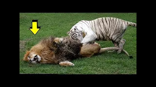 White Tiger VS Powerful Lion - Tigre Blanco VS Leon Quien Gana?