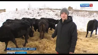 Молодой фермер из Марий Эл ждет пополнения от телочек Абердин-Ангусской породы