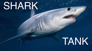 Chicago Scenes Part 30 - Shedd Aquarium - Shark Tank - Tubarões
