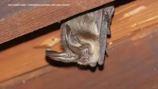 Wildlife expert explains why Bay Area has a booming bat population