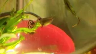 Guppy gives birth Роды гуппи