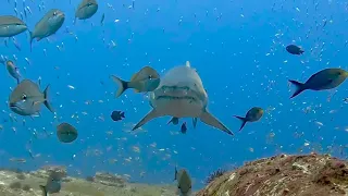 A Second look  Sand Tiger Shark