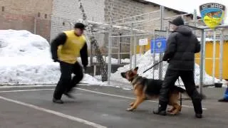 Дрессировка охранных собак