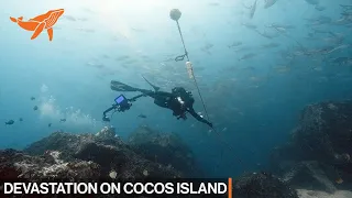 Devastation On Cocos Island | SeaLegacy: The Voyage