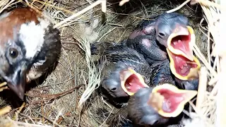 Inside view of sparrow nest part 2